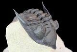 Detailed, Metacanthina Trilobite - Lghaft, Morocco #86020-2